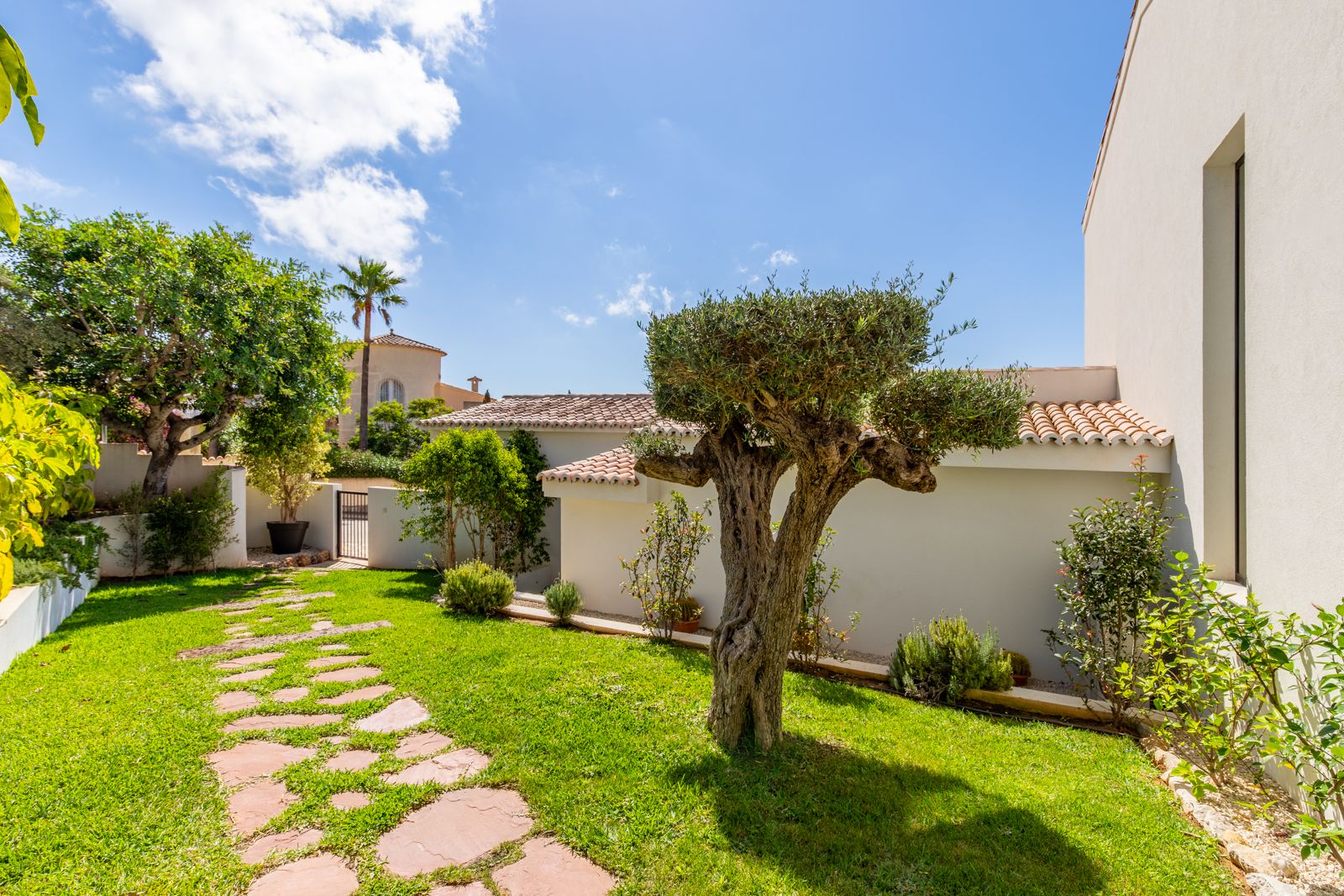 Mediterranean garden featuring a manicured lawn, a sculptural olive tree, and a natural stone pathway leading towards the villa's white facade.