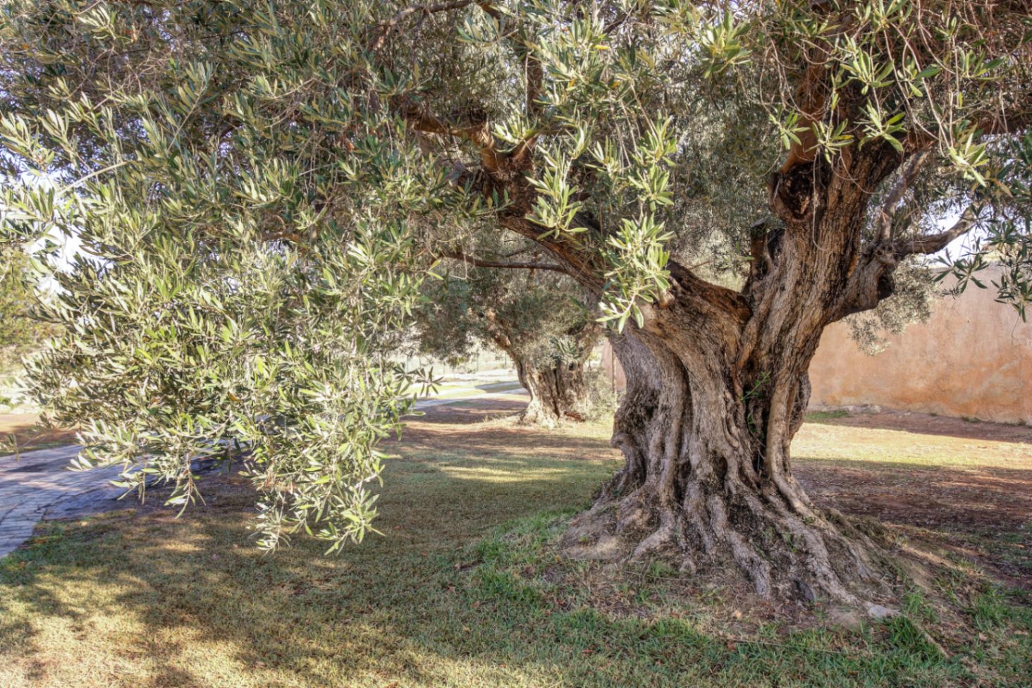 Ancient olive tree with a gnarled trunk set within the estate's landscaped gardens, featuring natural grass and stone pathways under bright daylight.