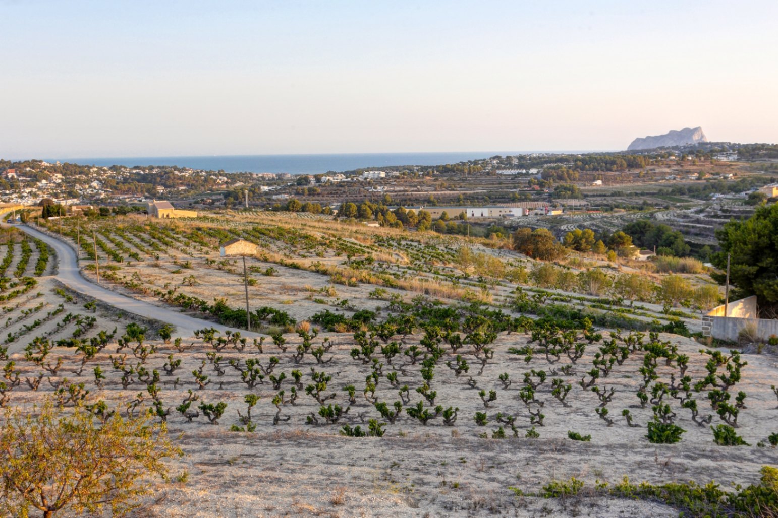 Panoramic views from the estate overlooking terraced vineyards, with the Mediterranean Sea and the Peñón de Ifach visible on the horizon in soft light.