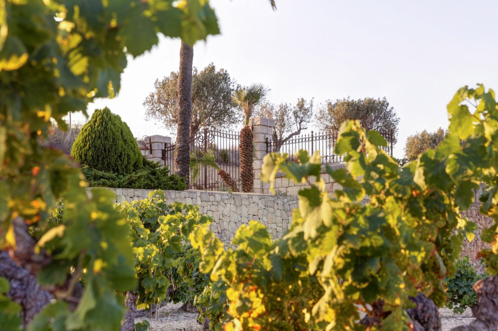 View of the private vineyards and traditional dry stone walls bordering the estate, featuring Mediterranean trees and wrought iron fencing in golden light.