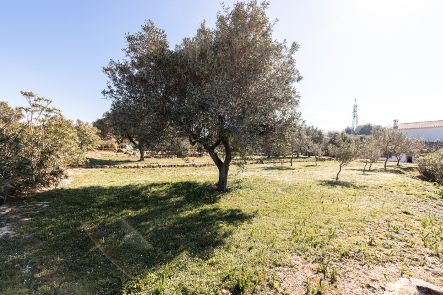 Expansive Mediterranean garden featuring mature olive trees and natural stone borders set across a sun-drenched lawn.