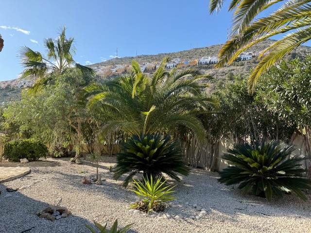 Low-maintenance Mediterranean garden featuring white gravel, mature palm trees, and cycads, set against a backdrop of a sun-drenched hillside.