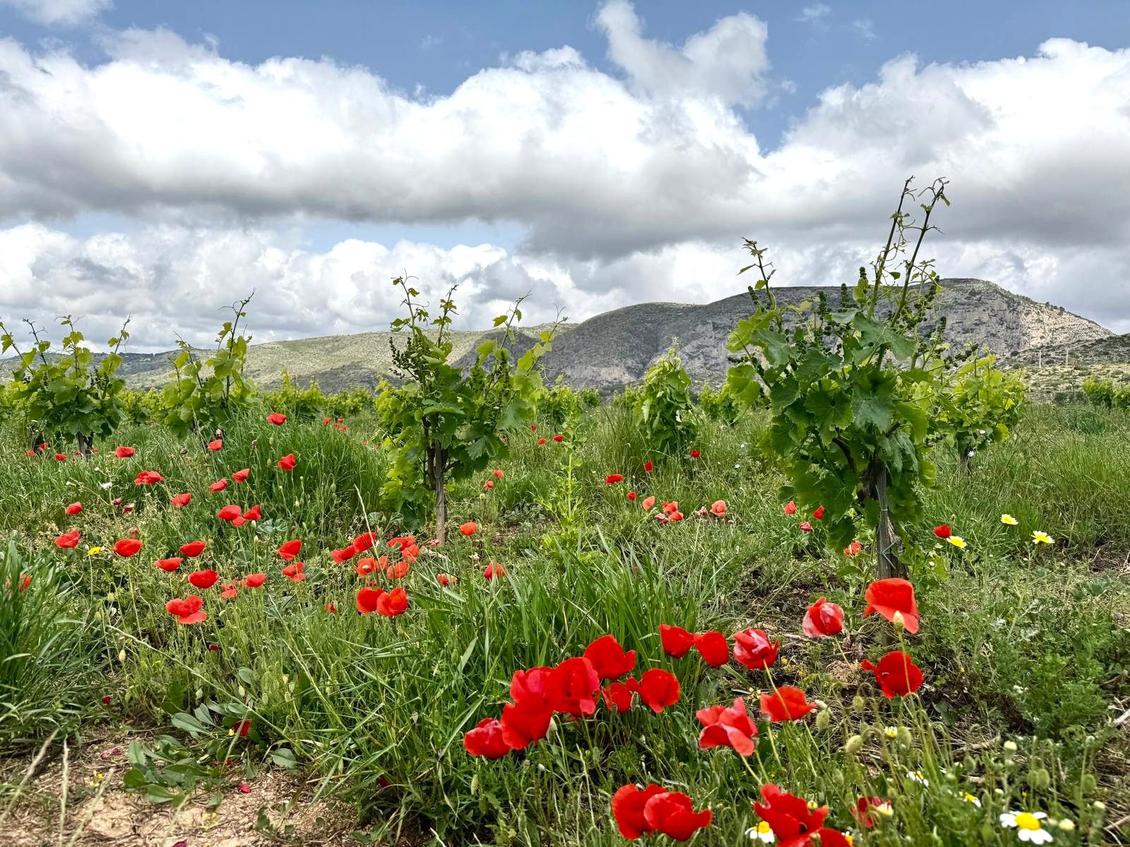 Young vineyard with red poppies and hills in the background under a cloudy sky in Teulada.