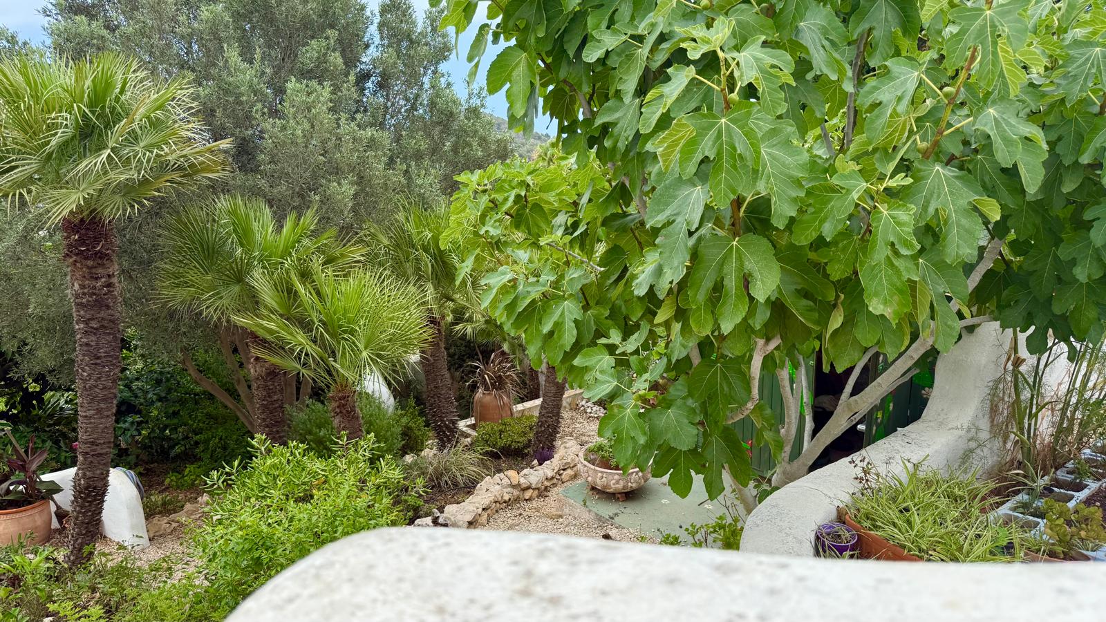 Mature Mediterranean garden featuring fig and palm trees, gravel pathways, and traditional whitewashed walls with natural stone borders.