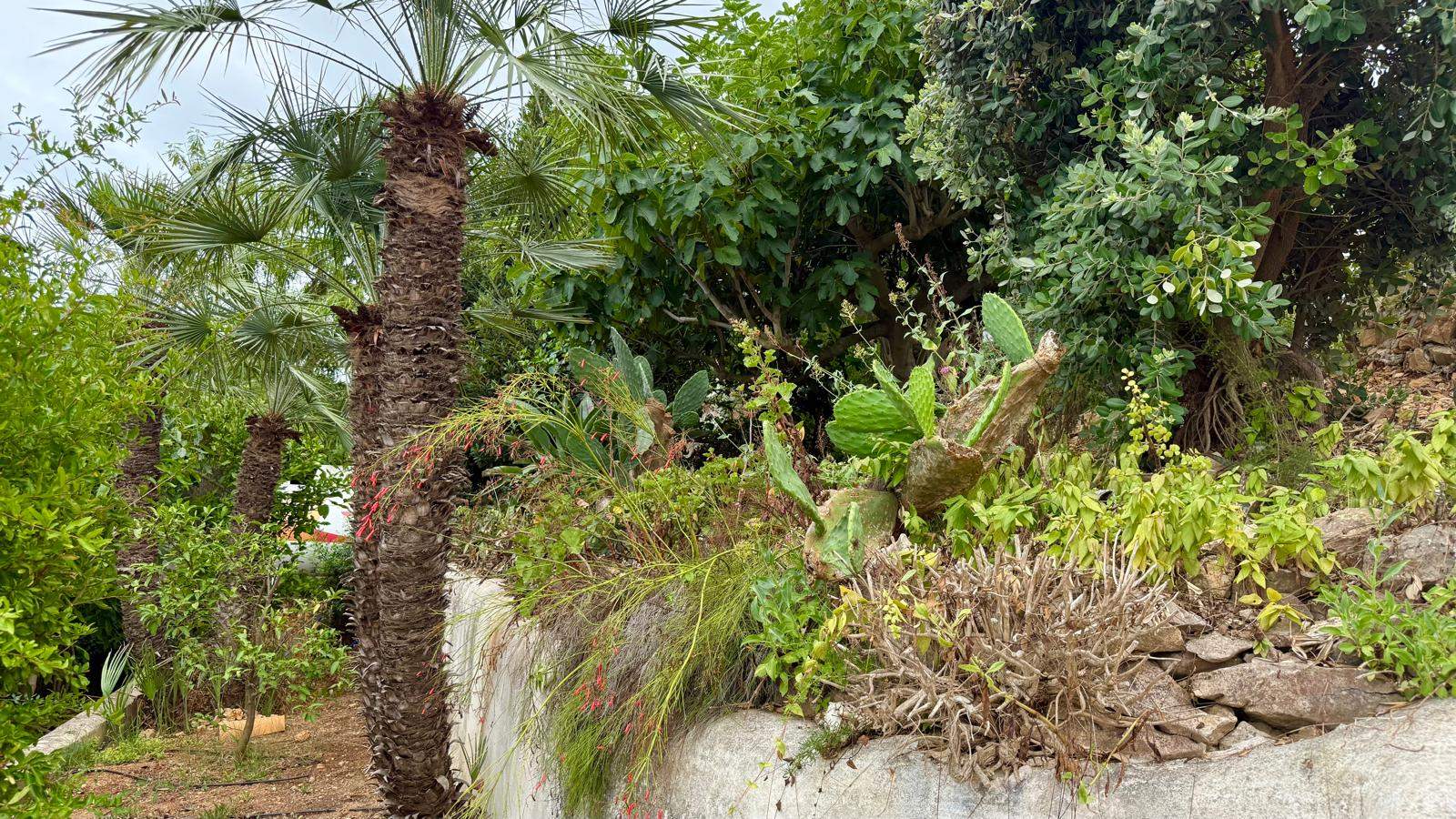 Mature Mediterranean garden featuring palm trees, prickly pear cacti, and dense foliage set against stone retaining walls with a drip irrigation system.