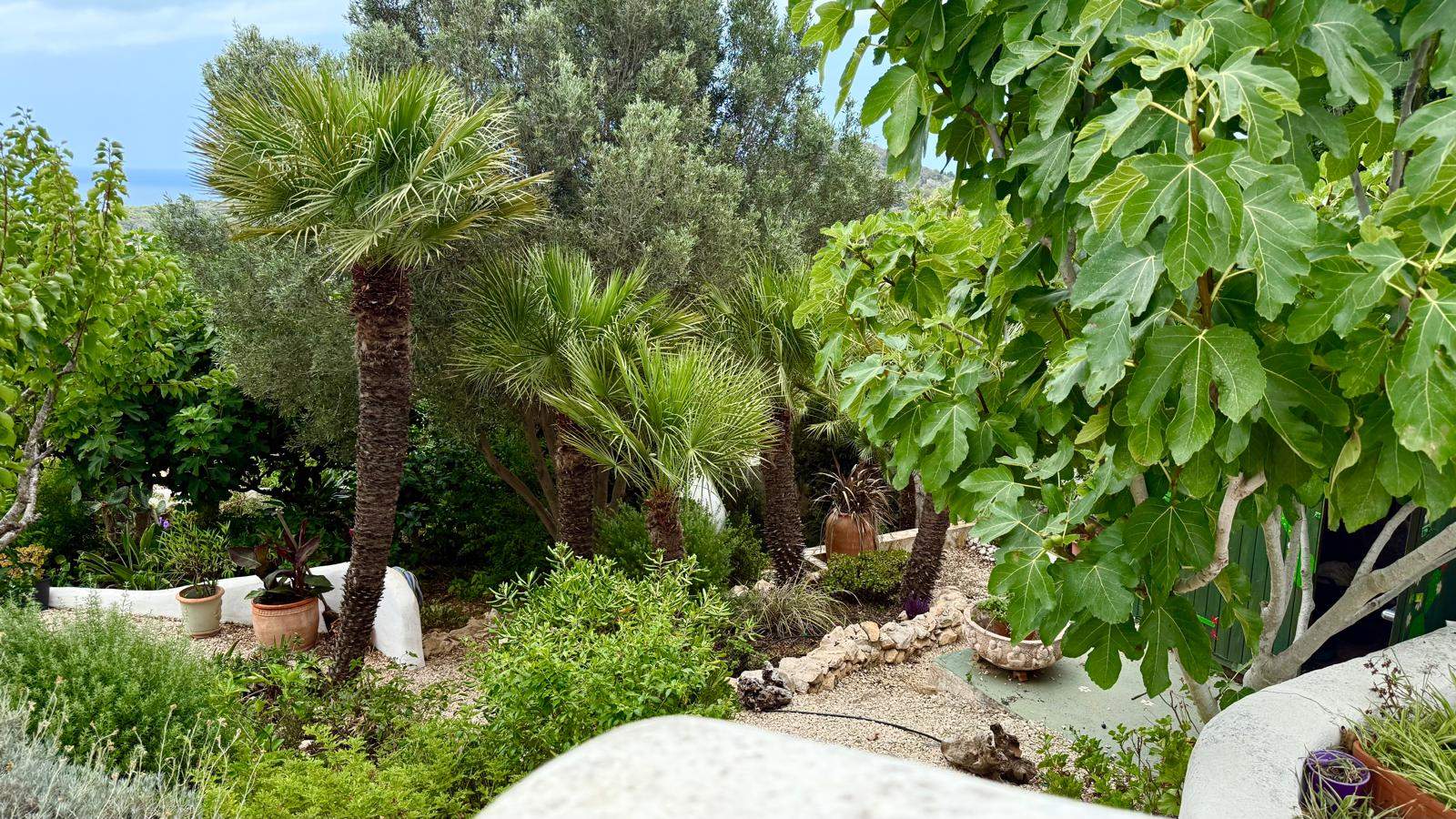 Mature terraced Mediterranean garden featuring palm trees, fig trees, and stone-bordered paths with a scenic view of the sea on the horizon.