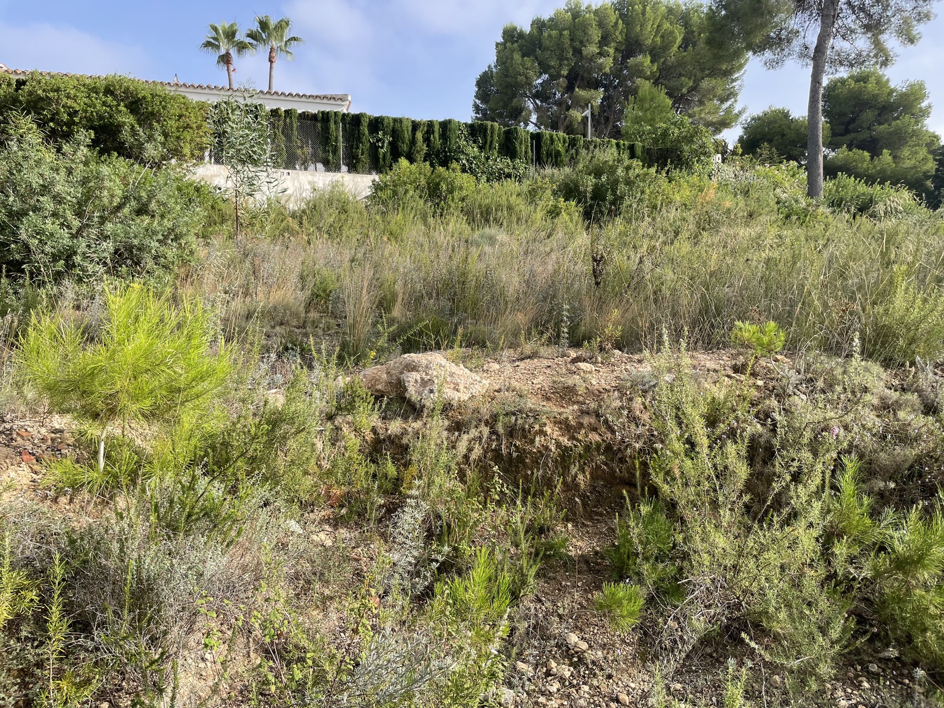 Elevated plot featuring native Mediterranean vegetation, wild shrubs, and pines, bordered by neighboring property walls and mature cypress hedges.