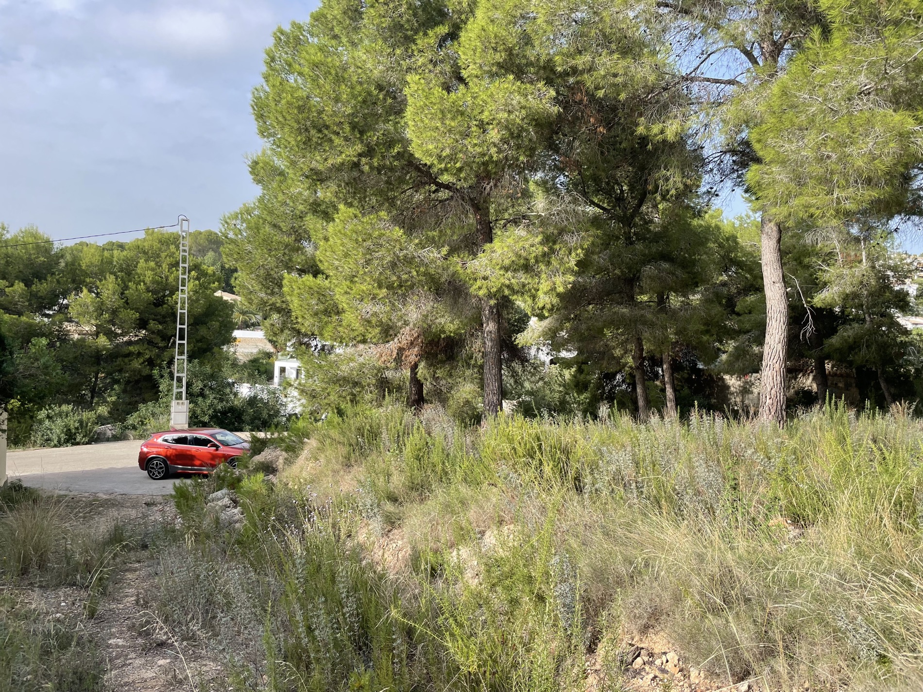 Elevated view of the plot featuring mature pine trees and natural vegetation, with direct access to the paved residential street below.