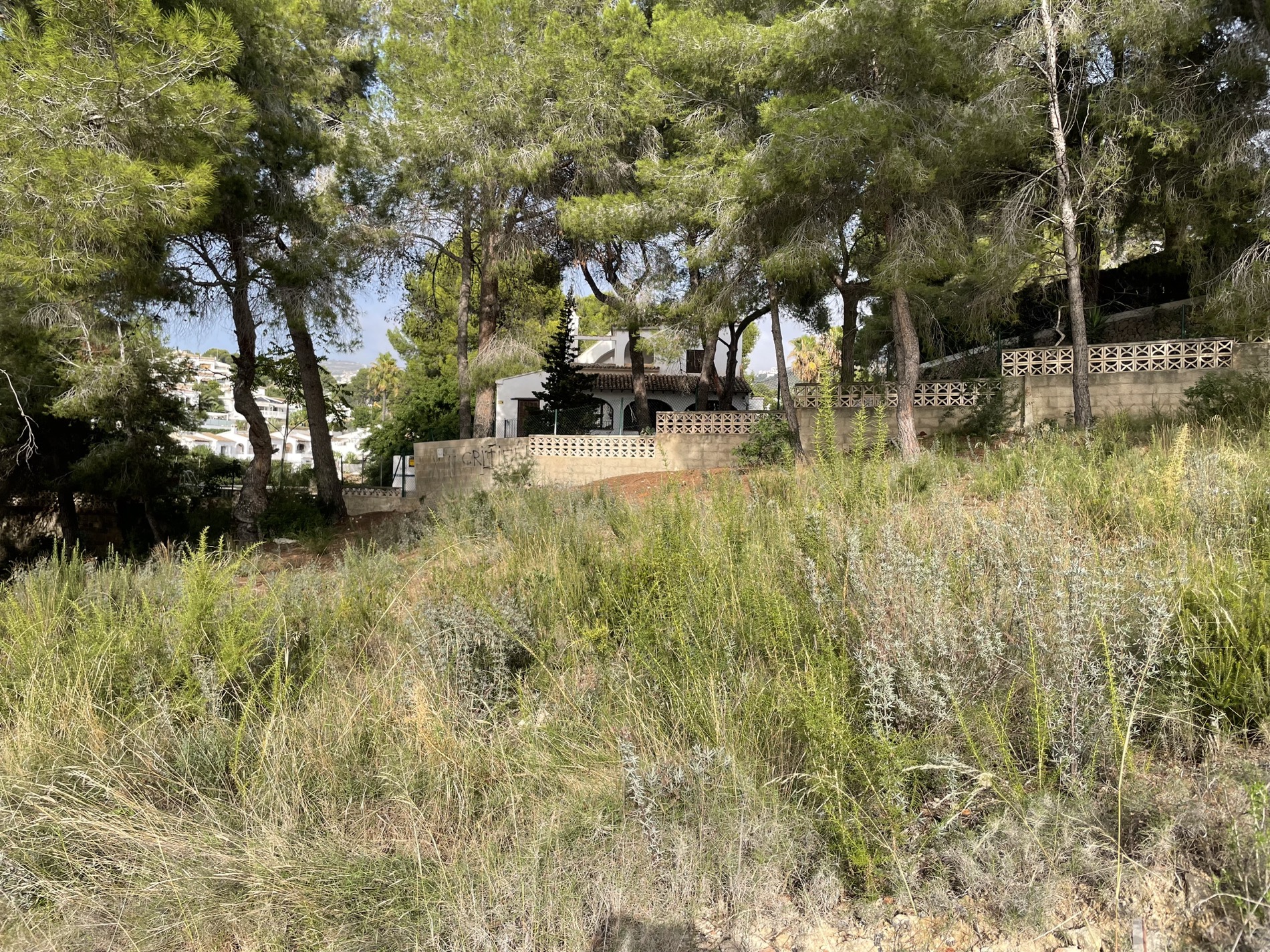 Elevated view of the plot featuring wild vegetation and mature pine trees, adjacent to a Mediterranean villa with traditional stone retaining walls.