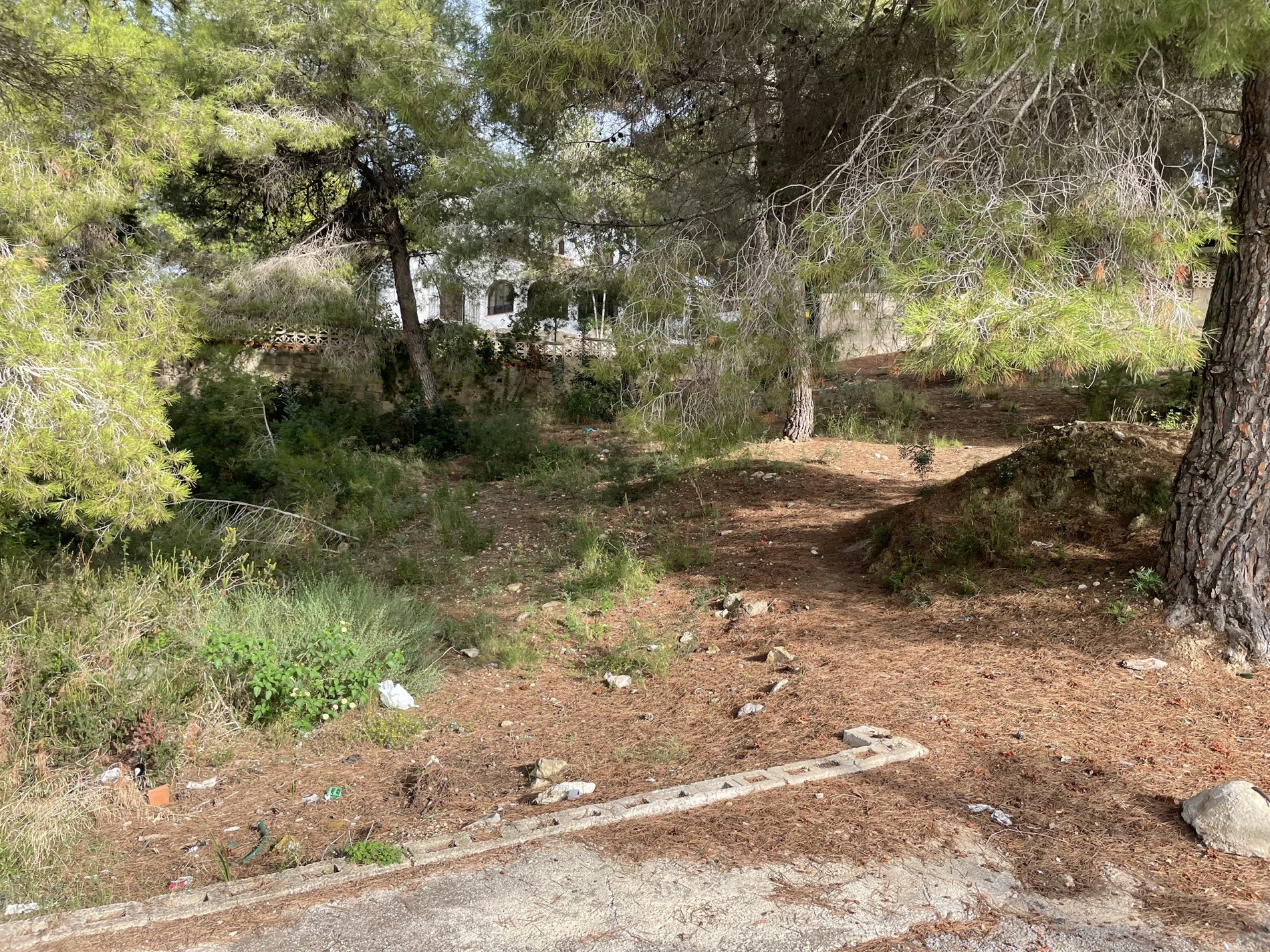 Natural plot area featuring mature pine trees and native vegetation. A white building is visible in the background beyond the sloped ground covered in pine needles.