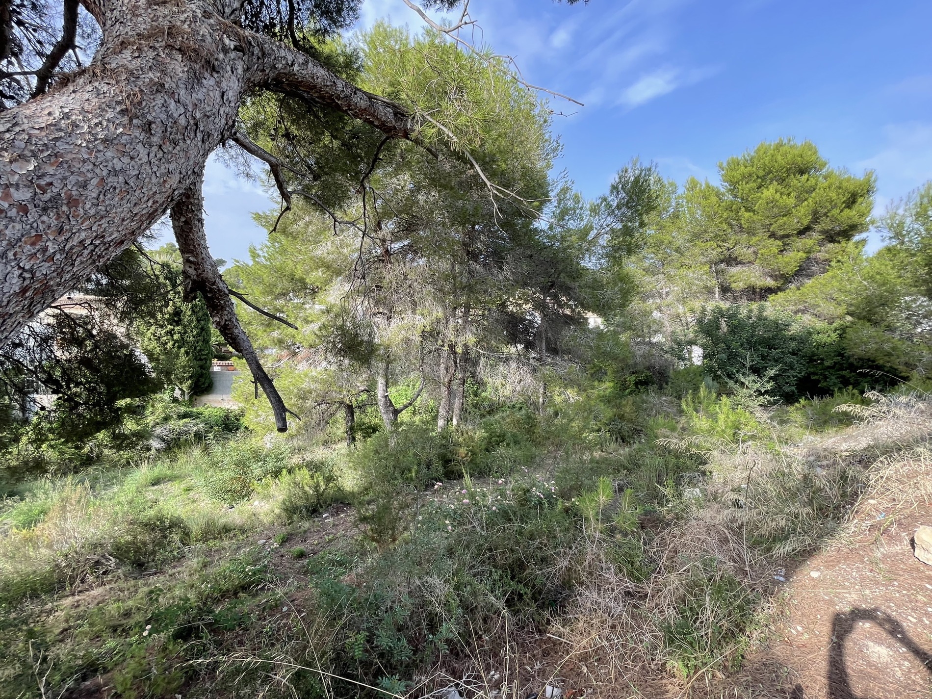 Natural plot in Costera del Mar, Moraira, featuring mature pine trees and native Mediterranean vegetation. The terrain provides a serene environment with ample natural shade.