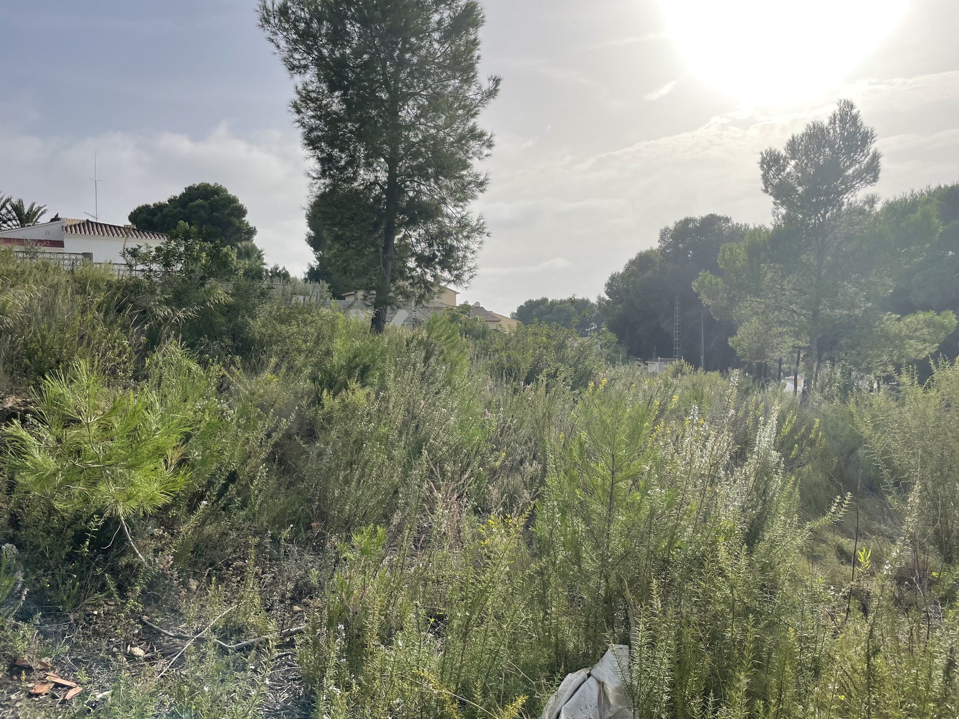 Plot with dense Mediterranean vegetation, wild shrubs, and pine trees, featuring bright natural light and nearby residential rooftops.