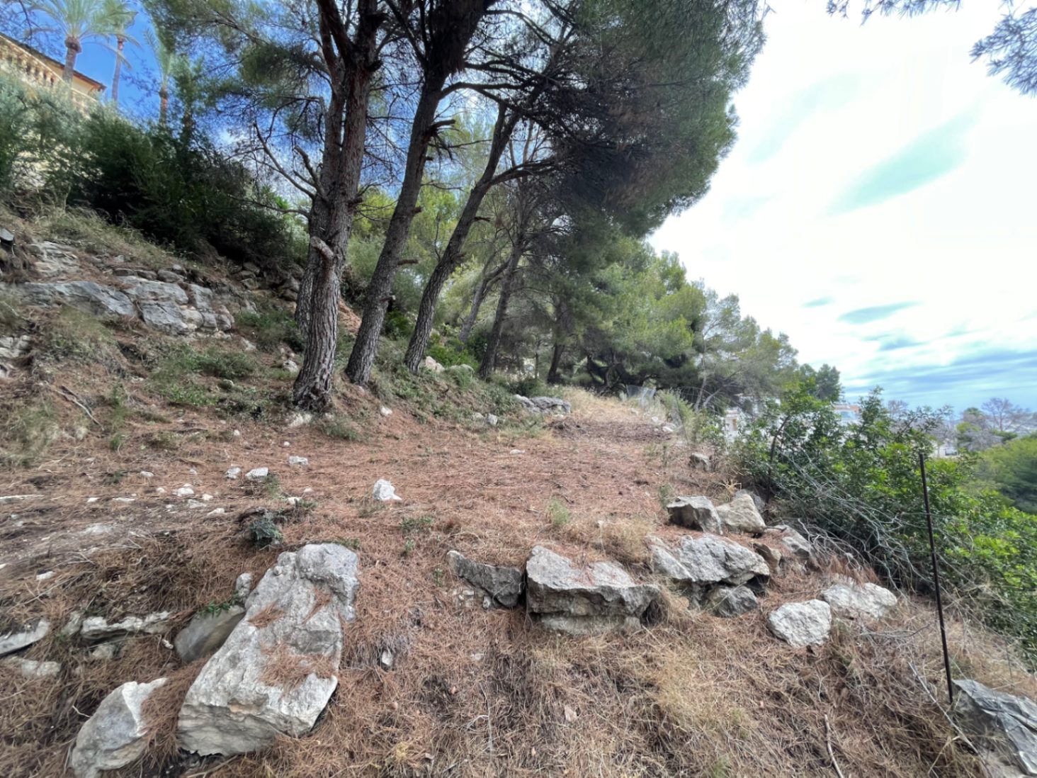Elevated plot with a natural slope, featuring mature pine trees and rocky outcrops. This terrain provides an authentic Mediterranean setting for construction.