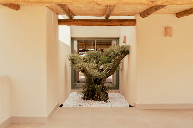 Interior courtyard featuring a sculptural olive tree on white gravel, framed by natural wood beams and a traditional cane ceiling.