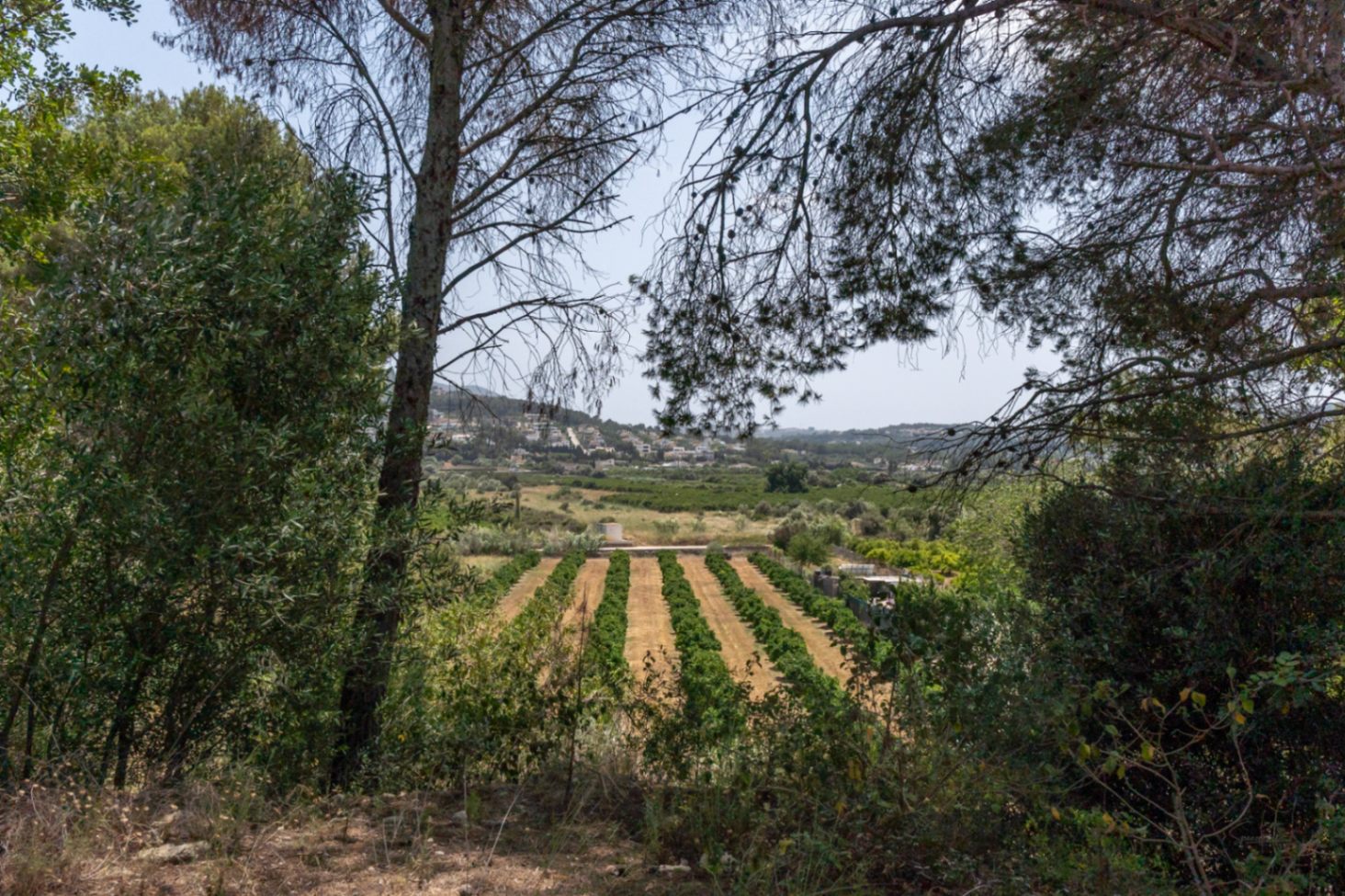 Panoramic valley view from the property, featuring organized agricultural rows and distant hills framed by Mediterranean pine and olive trees.
