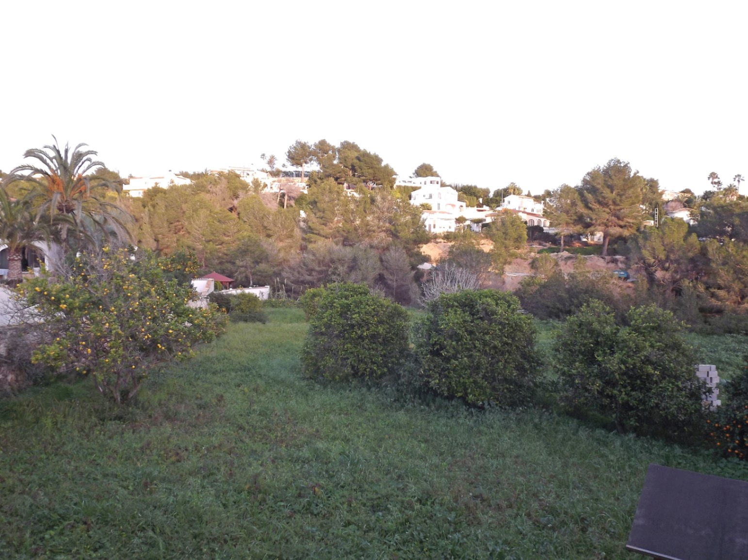 View of the expansive 4,685 m2 plot featuring citrus trees and natural greenery, set against a backdrop of Mediterranean villas on the hillside.