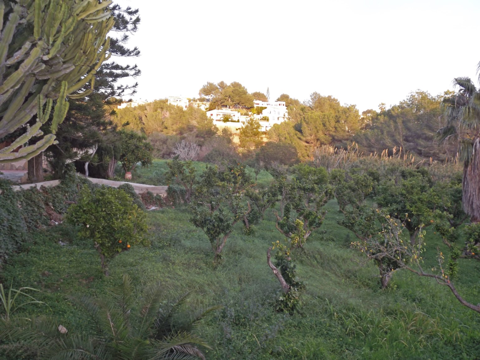 View of the expansive 4,685m2 plot featuring a citrus grove and mature Mediterranean plants, with a backdrop of hillside villas and natural landscape.