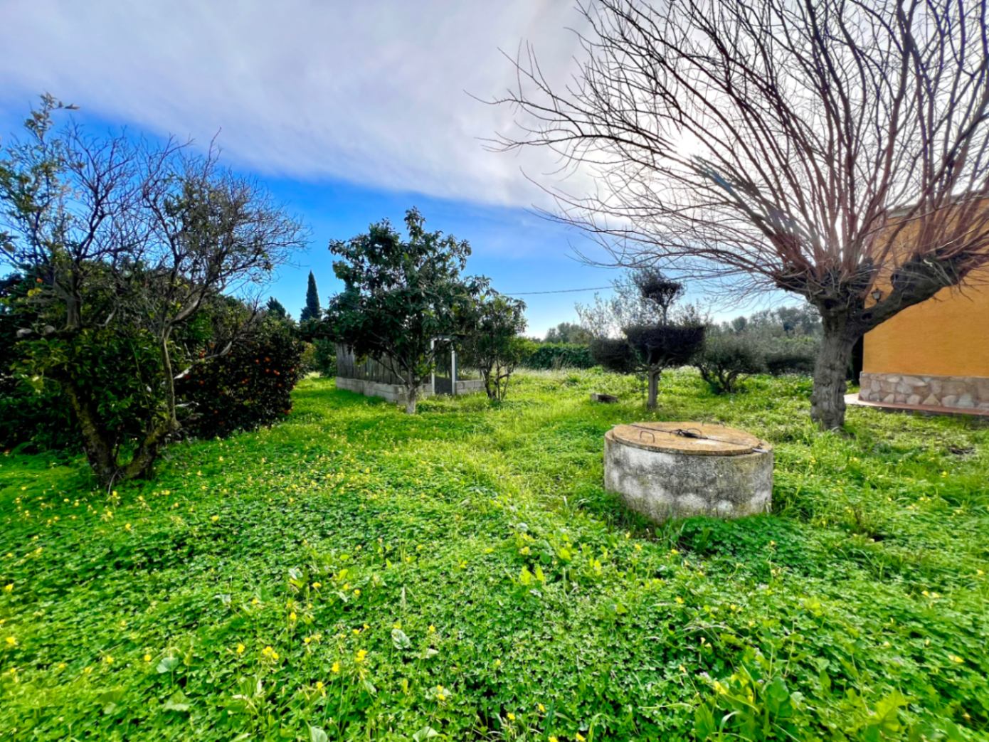 Natural garden plot featuring a traditional concrete well, diverse fruit trees, and lush wild groundcover under a bright sky.