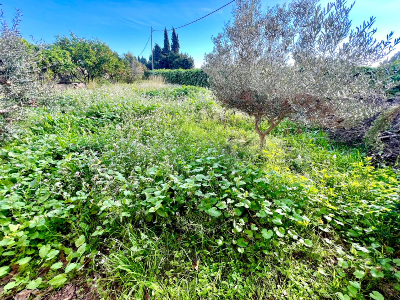 Rustic plot featuring native vegetation, olive trees, and orange groves under a clear blue sky. A natural space ideal for a private garden or orchard.