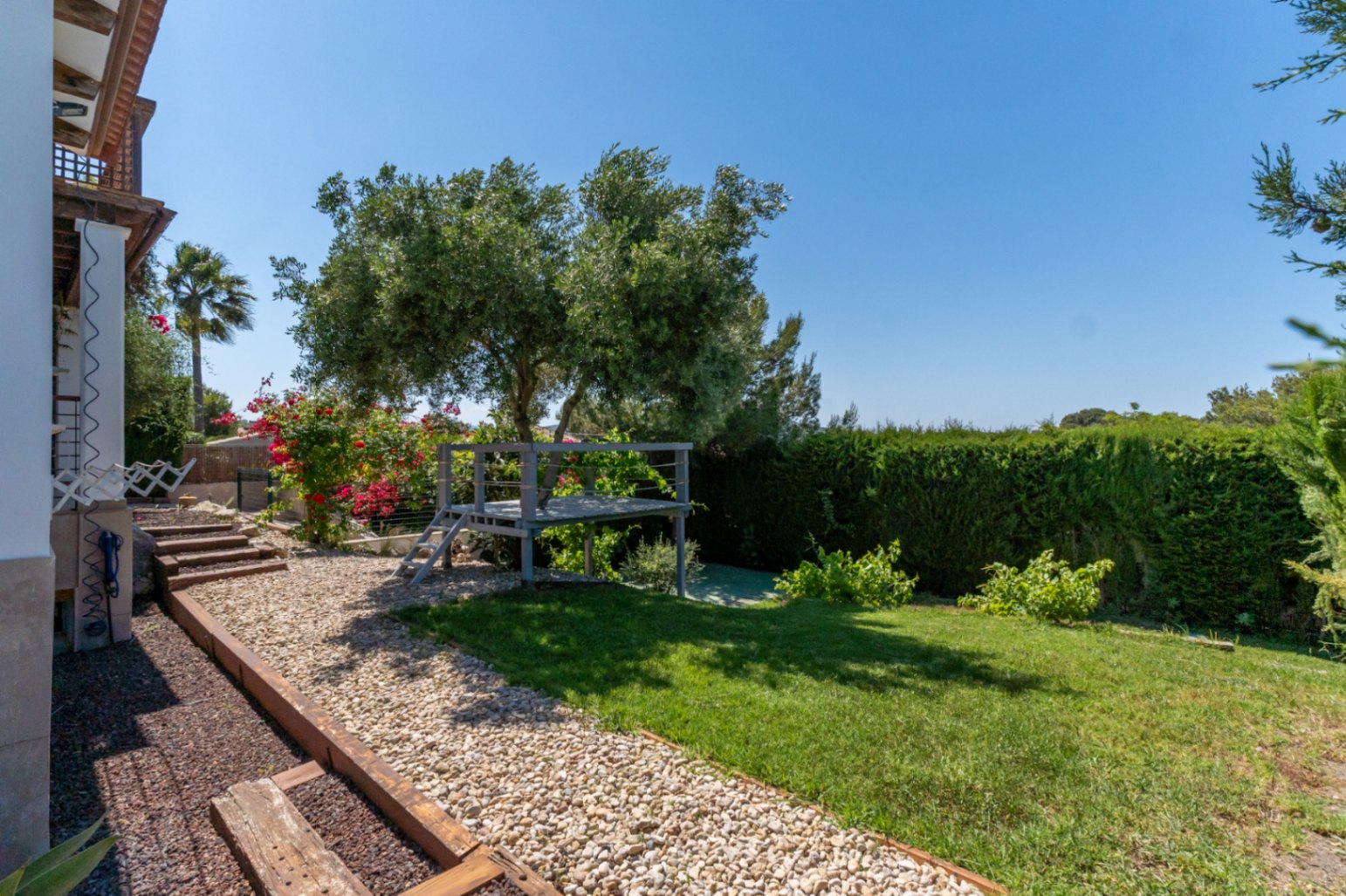 Side garden featuring a lawn, gravel path with wooden steps, and a unique elevated wooden platform built around an olive tree, enclosed by privacy hedges.
