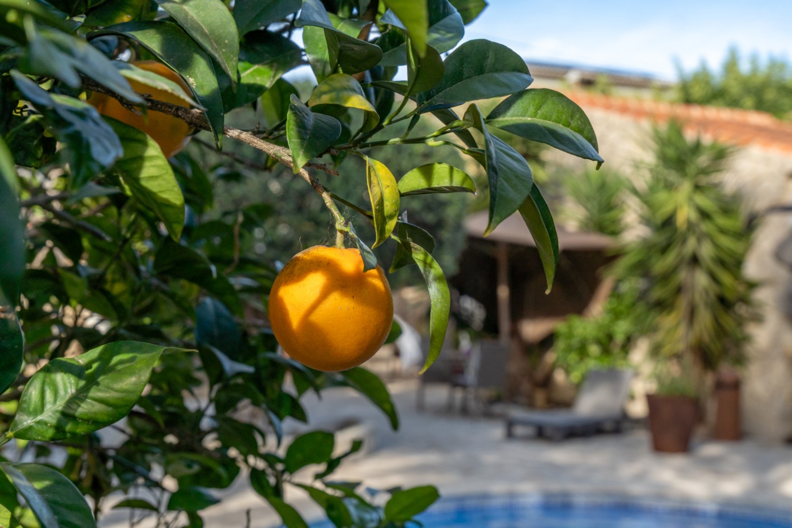 Close-up of an orange tree in the Mediterranean garden, featuring a blurred background of the swimming pool area and Balinese pergola.
