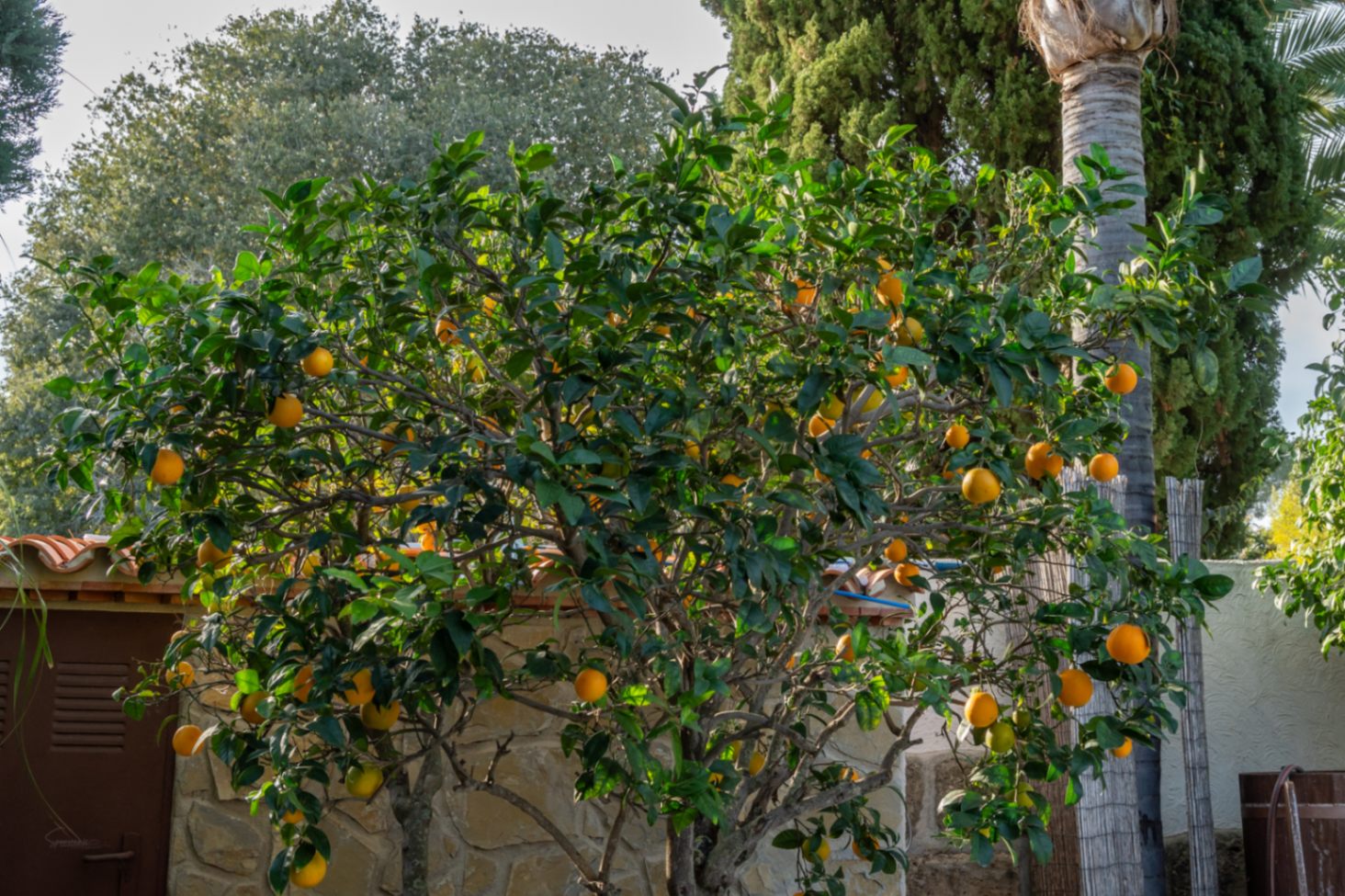Productive orange tree within the Mediterranean garden, featuring natural stone walls and mature trees that provide a private, verdant atmosphere.