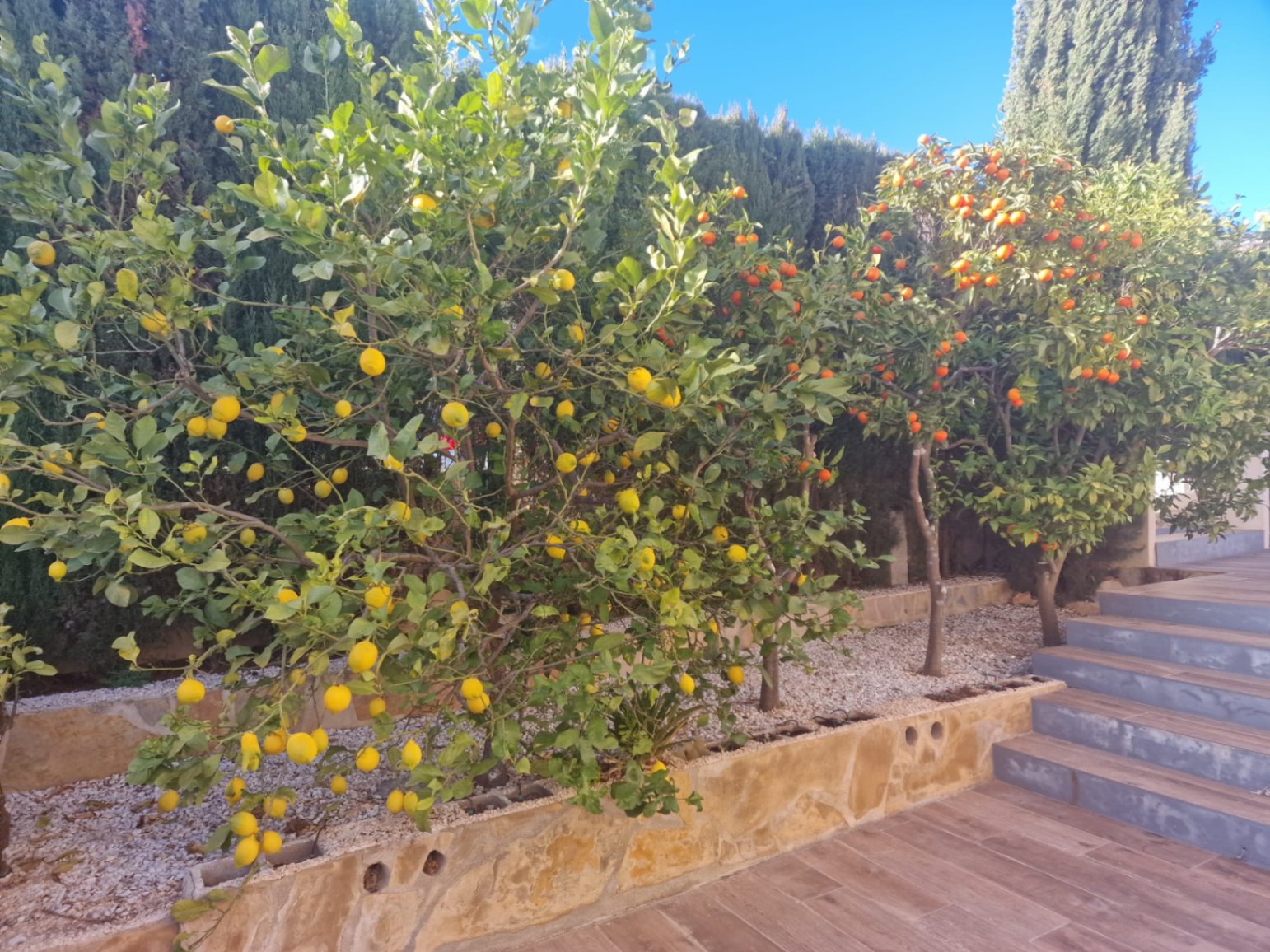 Garden with lemon and orange trees in Cumbre del Sol. Wooden floors and hedges.