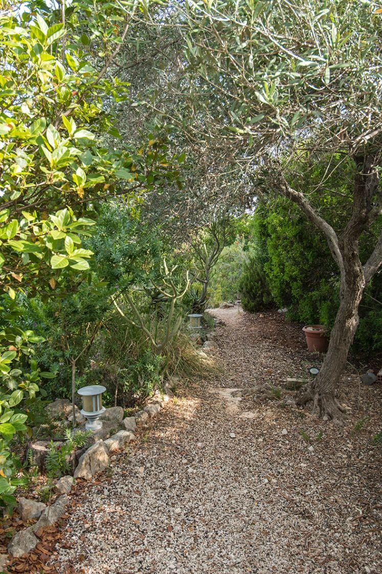 Gravel garden path winding through mature Mediterranean vegetation, featuring olive trees, succulents, and integrated outdoor lighting.